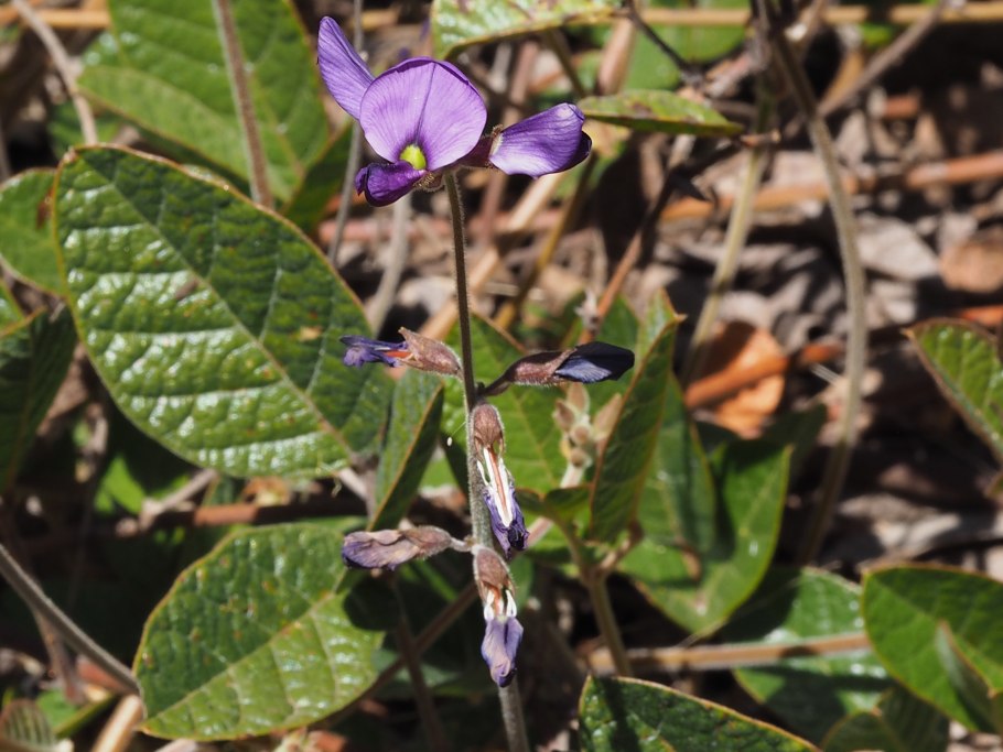 Кеннедия нортклиффская