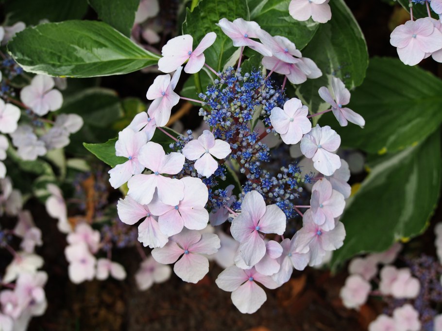 Edwards's Botanical register