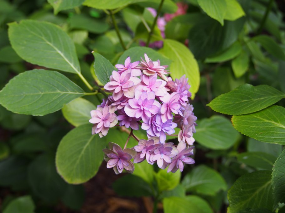 Кеннедия нортклиффская