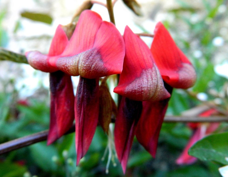 Сирень обыкновенная hortensja