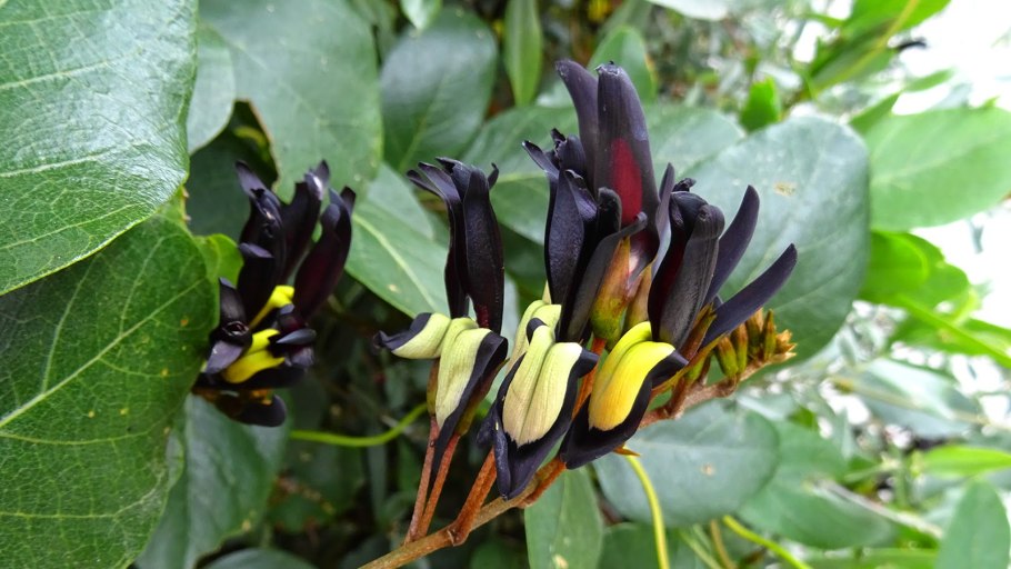 Кеннедия нортклиффская