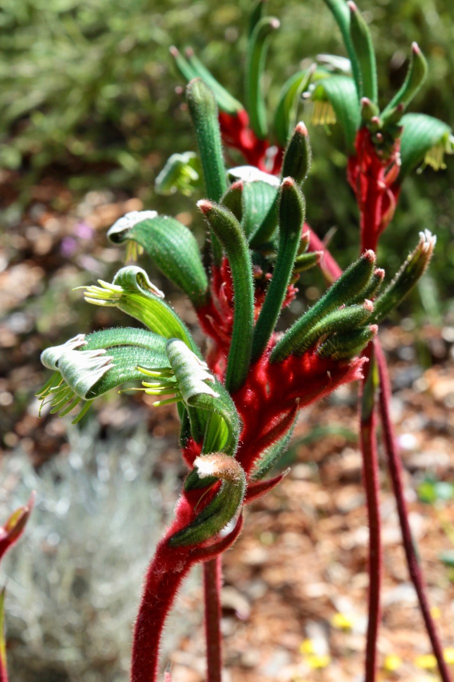 Kangaroo Paw цветок