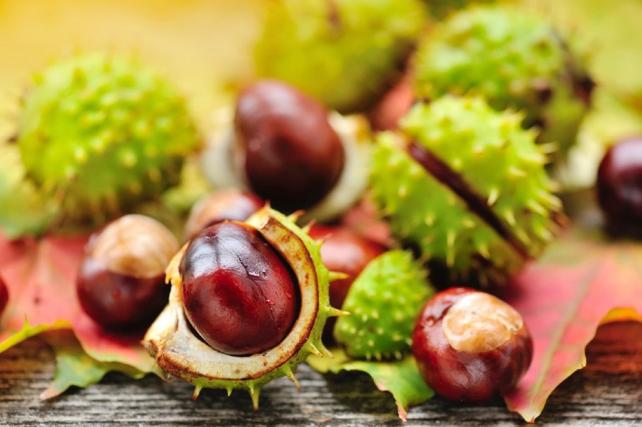 Конский каштан обыкновенный