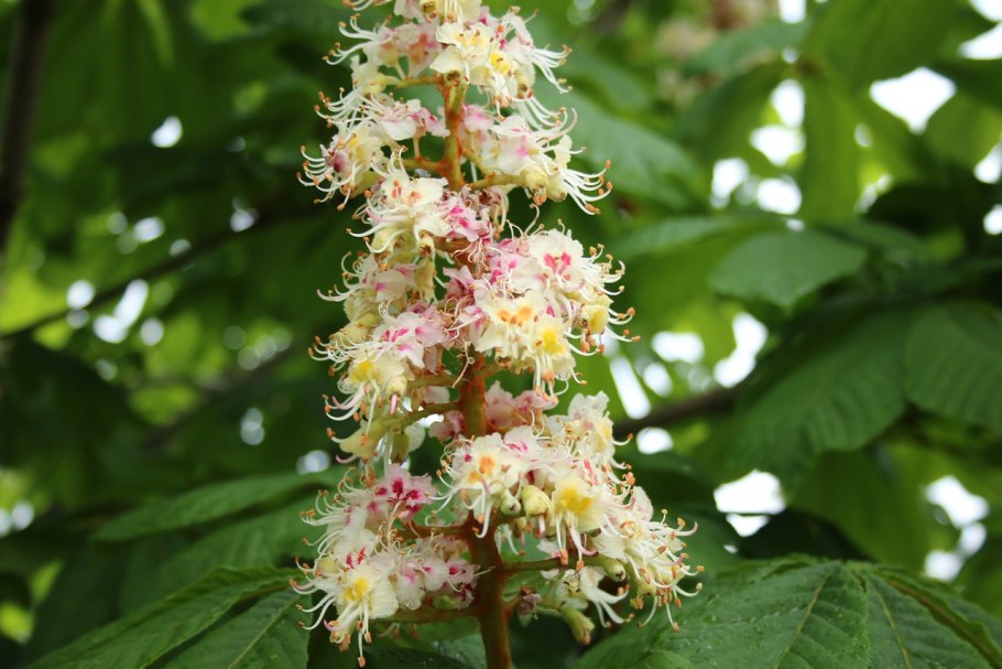 Каштан Сегю