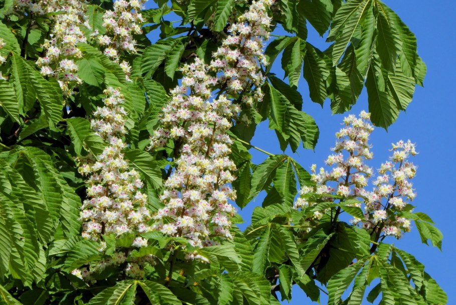 Каштан конский (Aesculus hippocastanum c5 60-80)