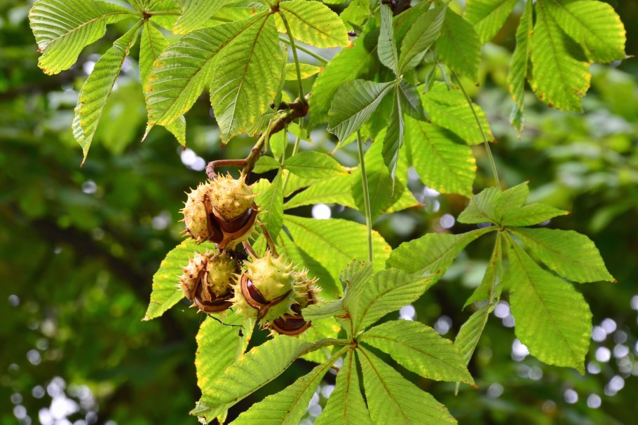 Конский каштан обыкновенный Aesculus hippocastanum