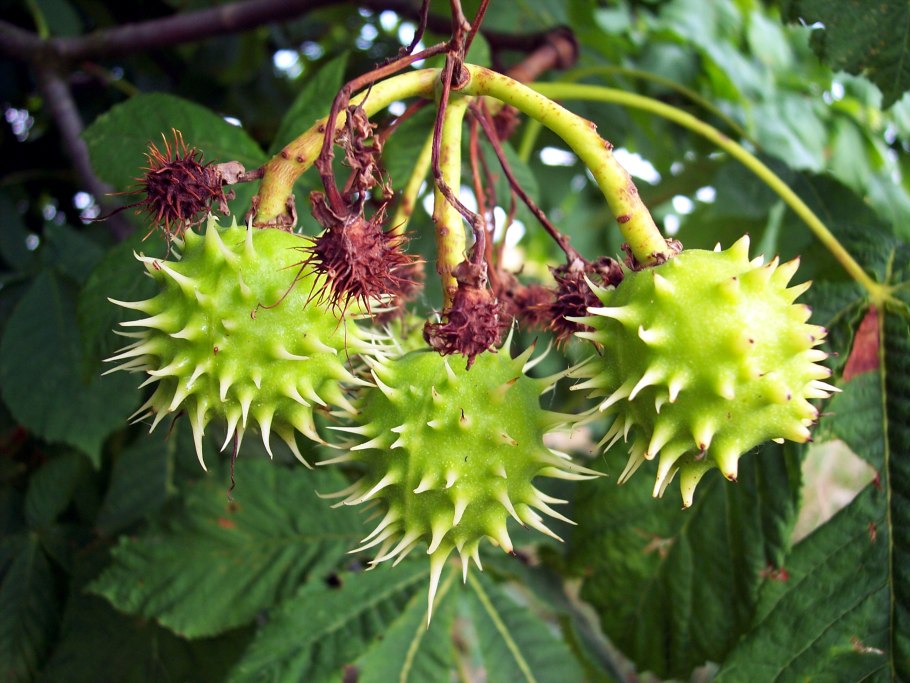 Каштановое дерево