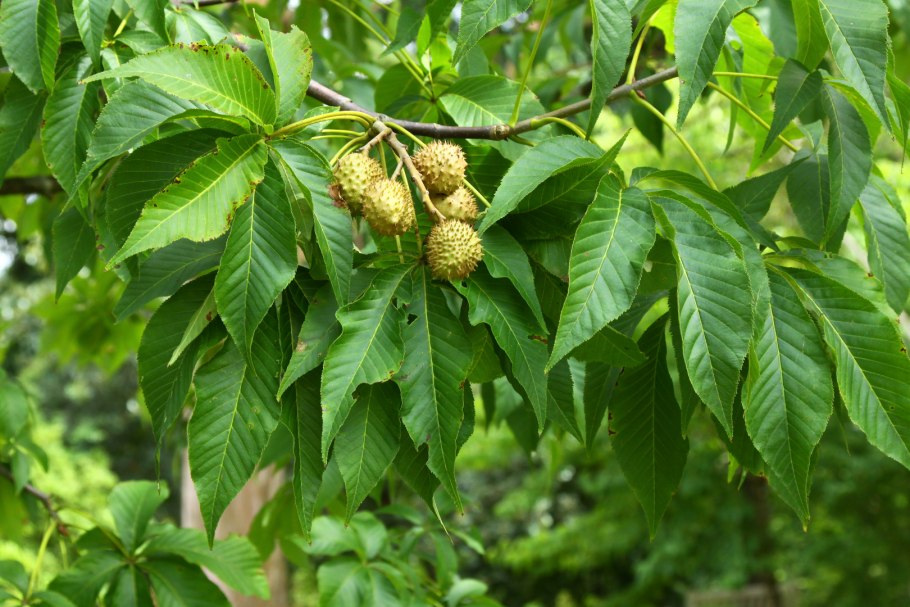 Каштан конский (aesculus)