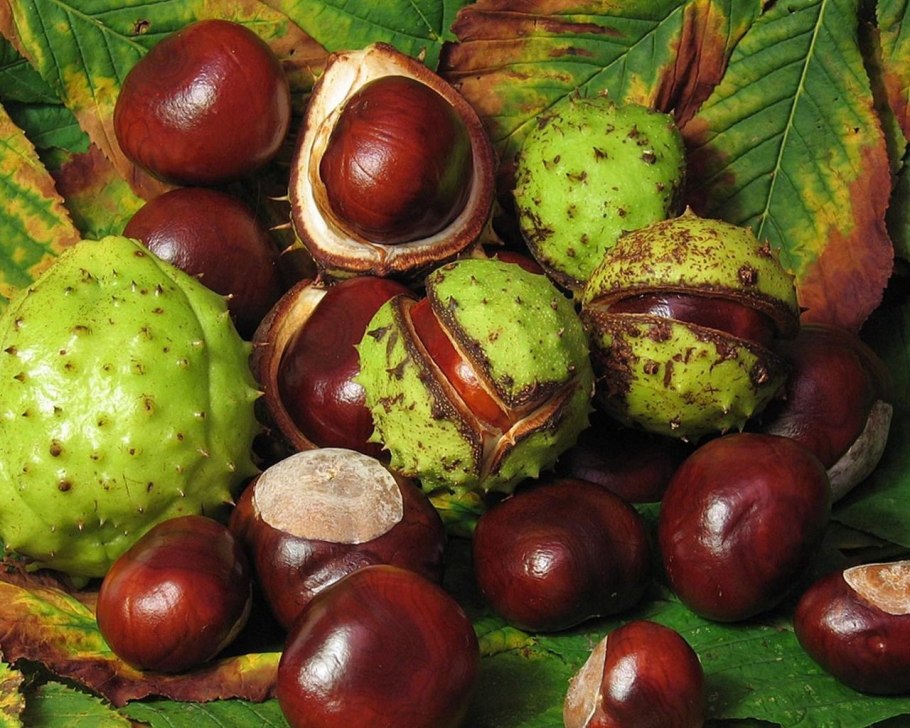 Каштан конский плоды