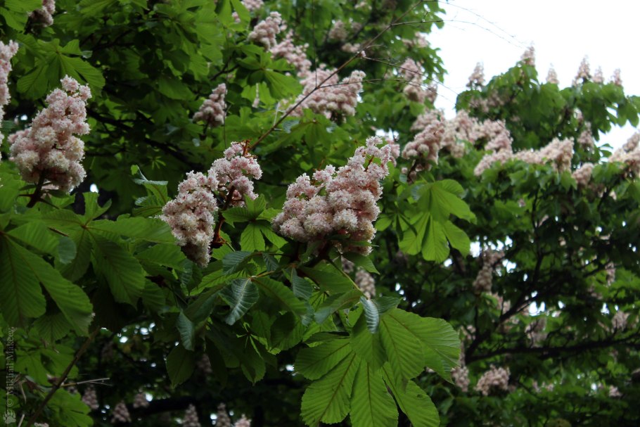 Каштан конский (Aesculus hippocastanum)