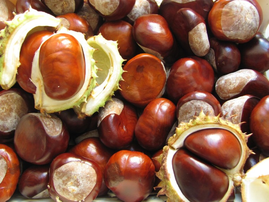 Каштан (Aesculus hippocastanum)