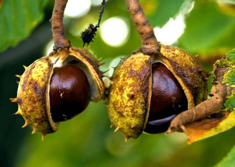 Каштан (Aesculus hippocastanum)