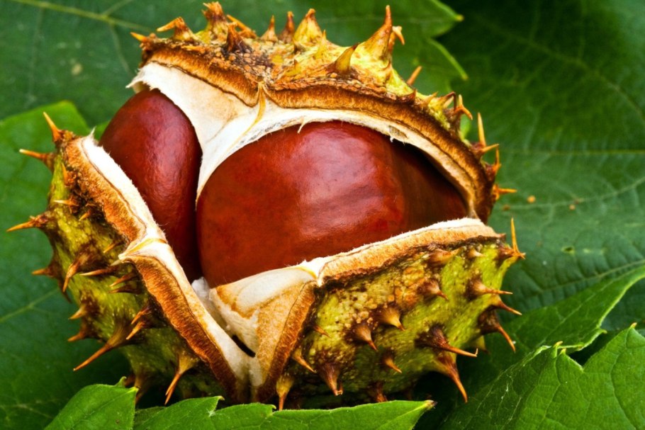 Каштан (Aesculus hippocastanum)