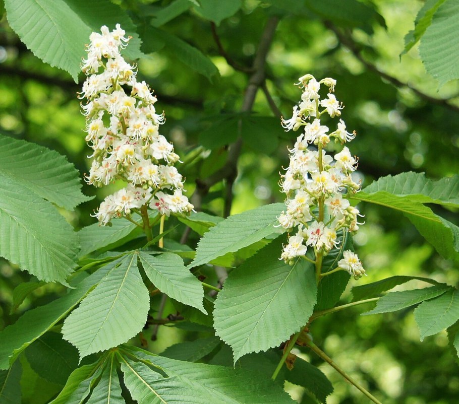 Конский каштан обыкновенный семена