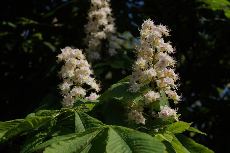 Конский каштан — Aesculus hippocastanum l.