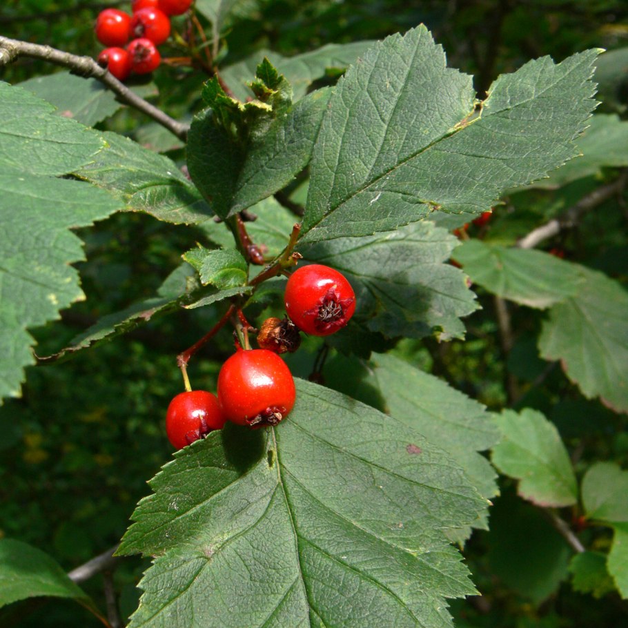 Боярышник Сибирский Crataegus sanguinea