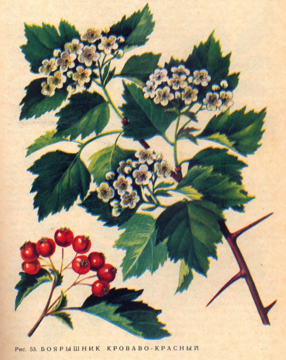 Боярышник кроваво-красный, Сибирский Crataegus sanguinea