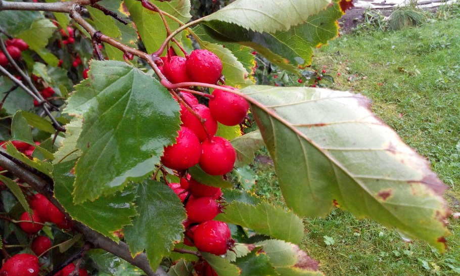 Боярышник кроваво-красный, Сибирский Crataegus sanguinea