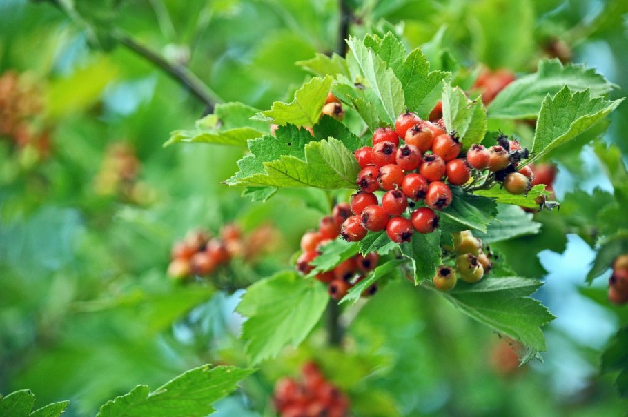 Боярышник кроваво-красный, Сибирский Crataegus sanguinea