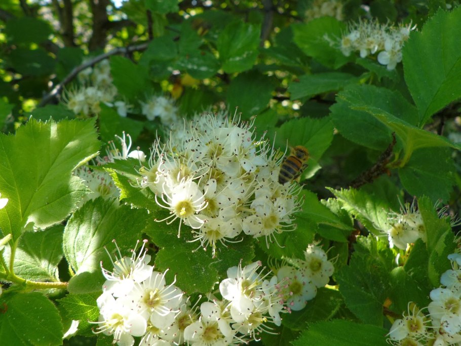 Боярышник Алтайский куст