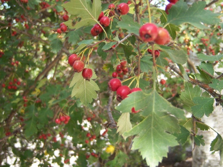 Боярышник Сибирский Crataegus sanguinea