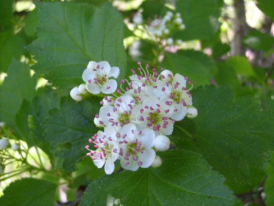 Боярышник Сибирский цветение