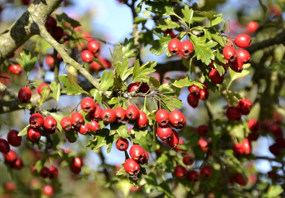 Боярышник Сибирский Crataegus sanguinea