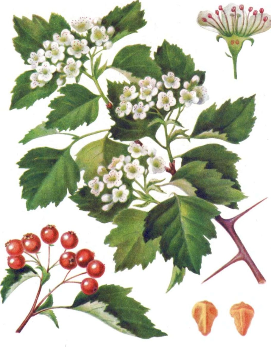 Боярышник Crataegus laevigata