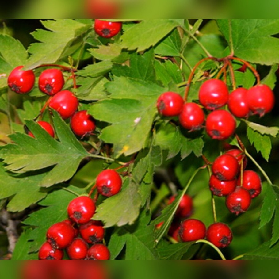 Боярышник Сибирский Crataegus sanguinea