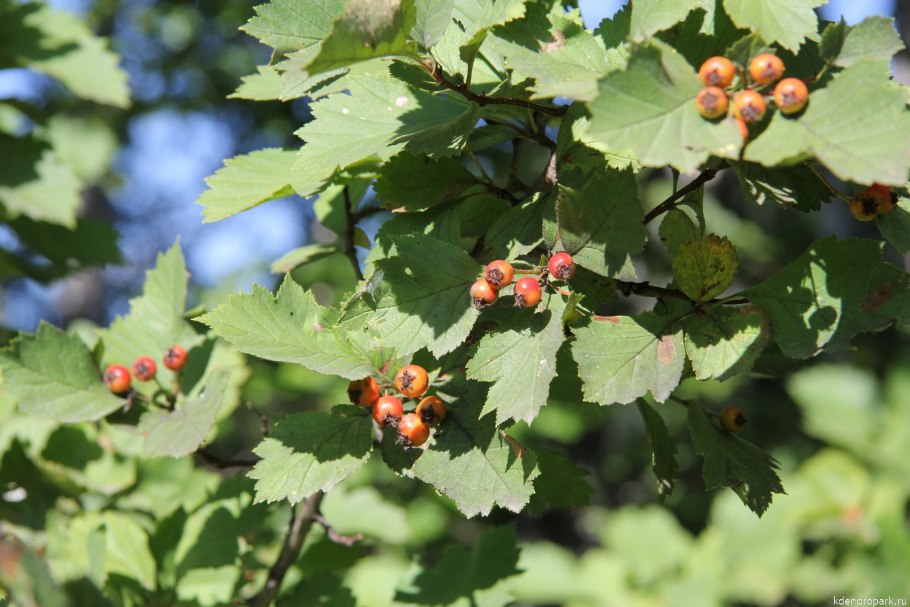 Боярышник Сибирский Crataegus sanguinea