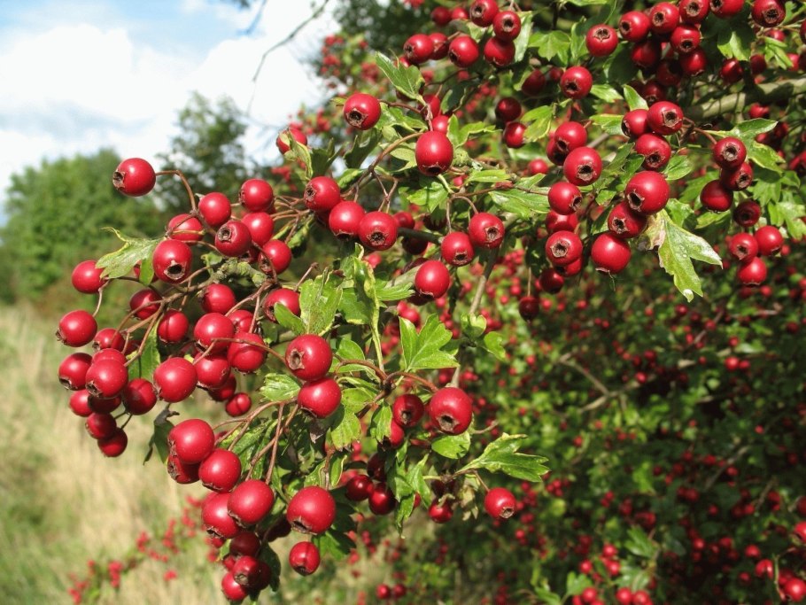 Боярышник Сибирский Crataegus sanguinea