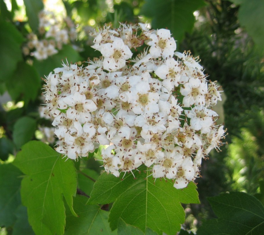 Боярышник Сибирский кроваво-красный