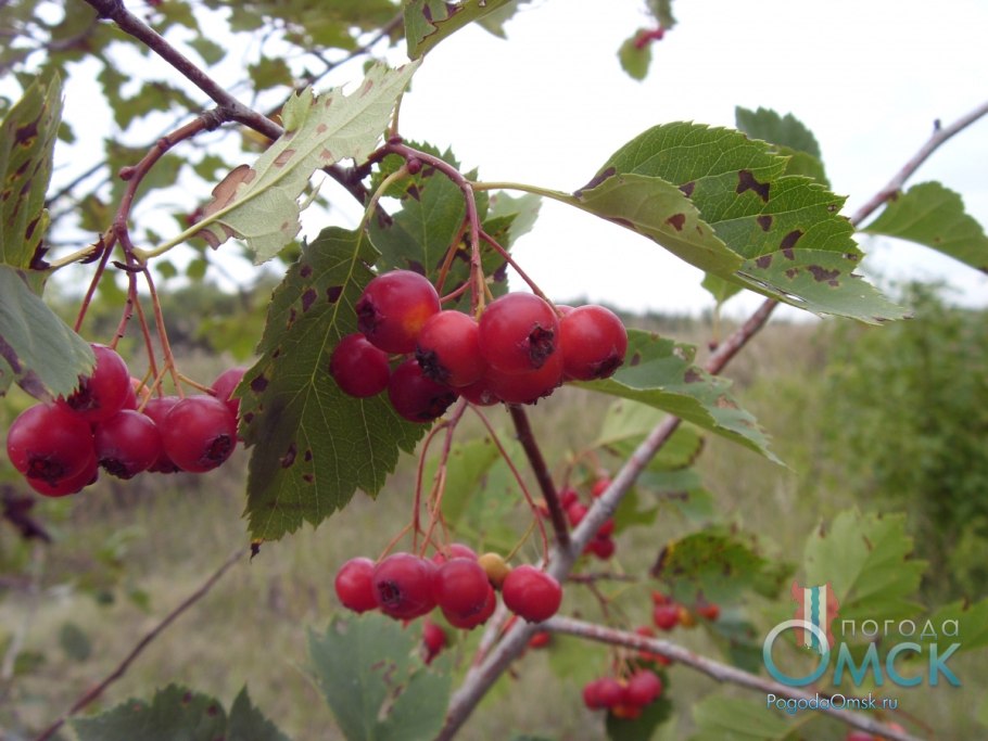 Боярышник соцветие