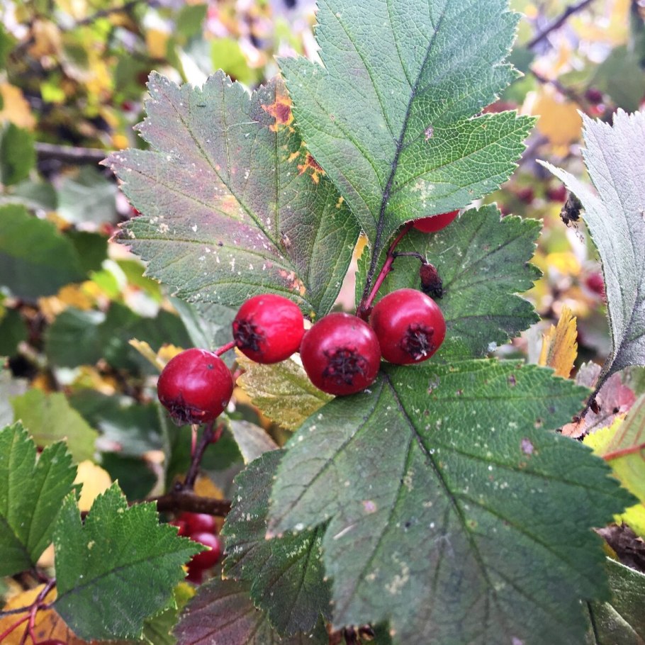 Боярышник мягковатый куст