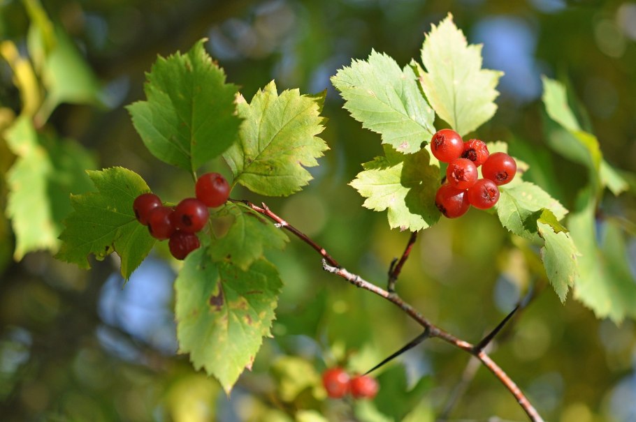 Боярышник кроваво красный цветет