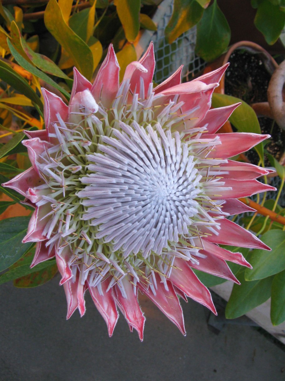Protea cynaroides - протея артишоковая