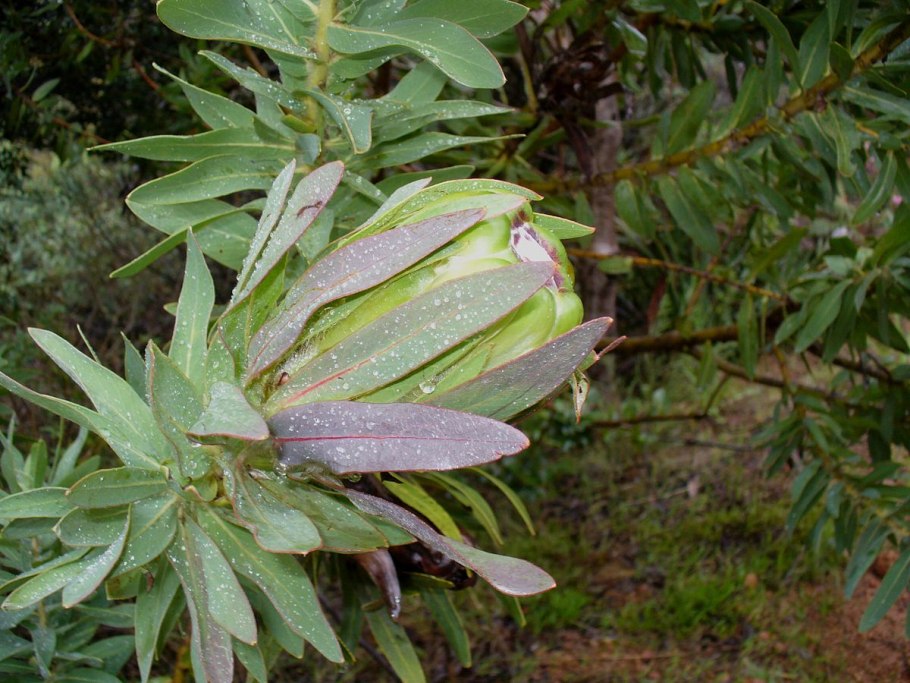 Mimetes hottentoticus
