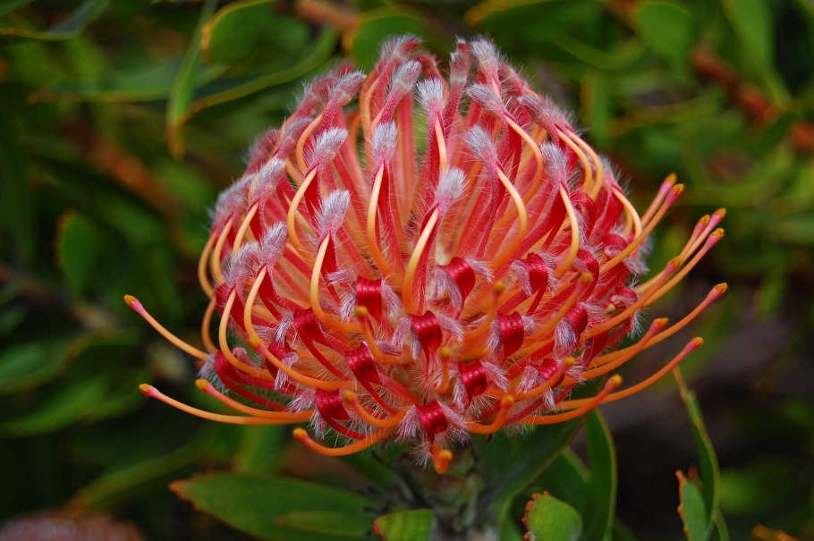 Mimetes chrysanthus