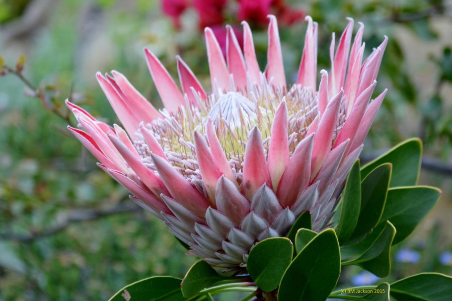 Protea cynaroides - протея артишоковая