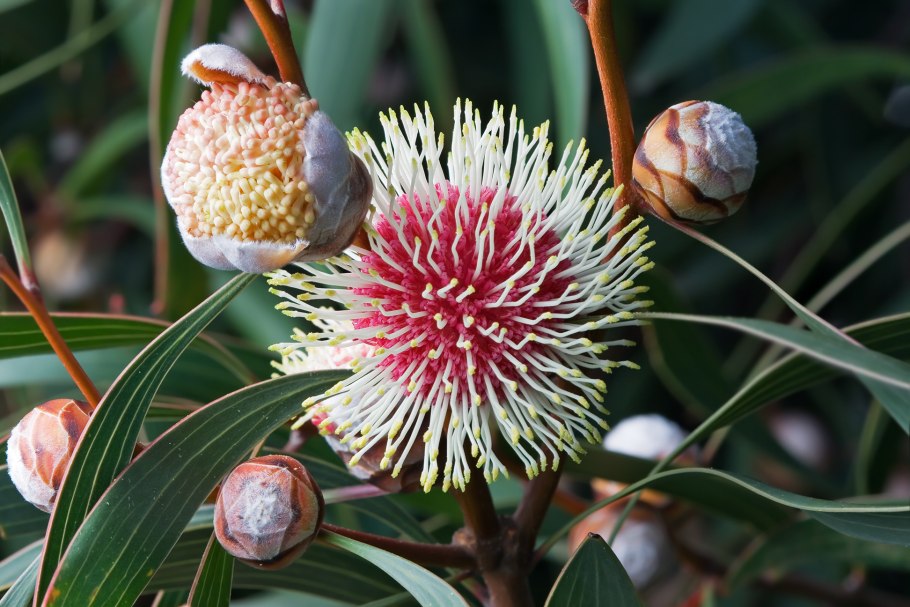 Hakea cucullata