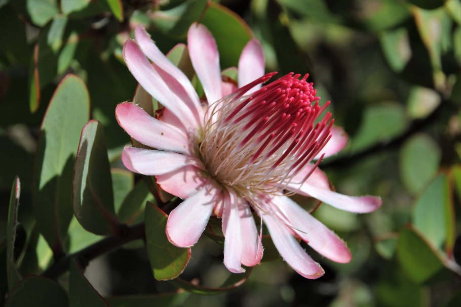 Leucospermum conocarpodendron
