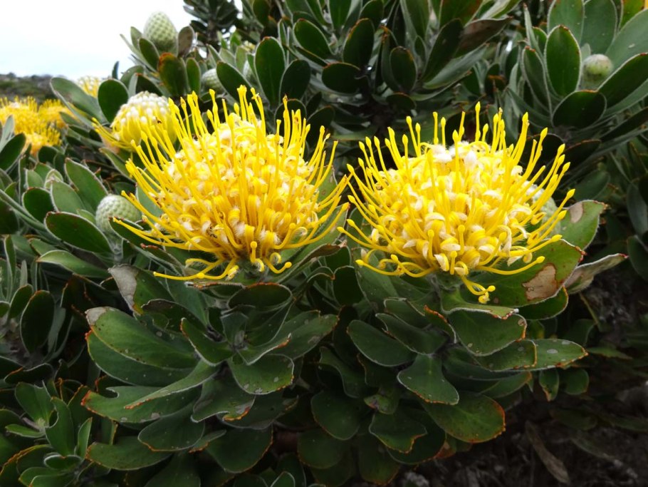 Leucospermum conocarpodendron v garshke