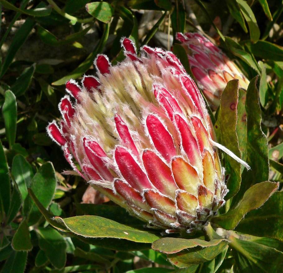 Антикоррозийная присадка Protea coronata m-29c