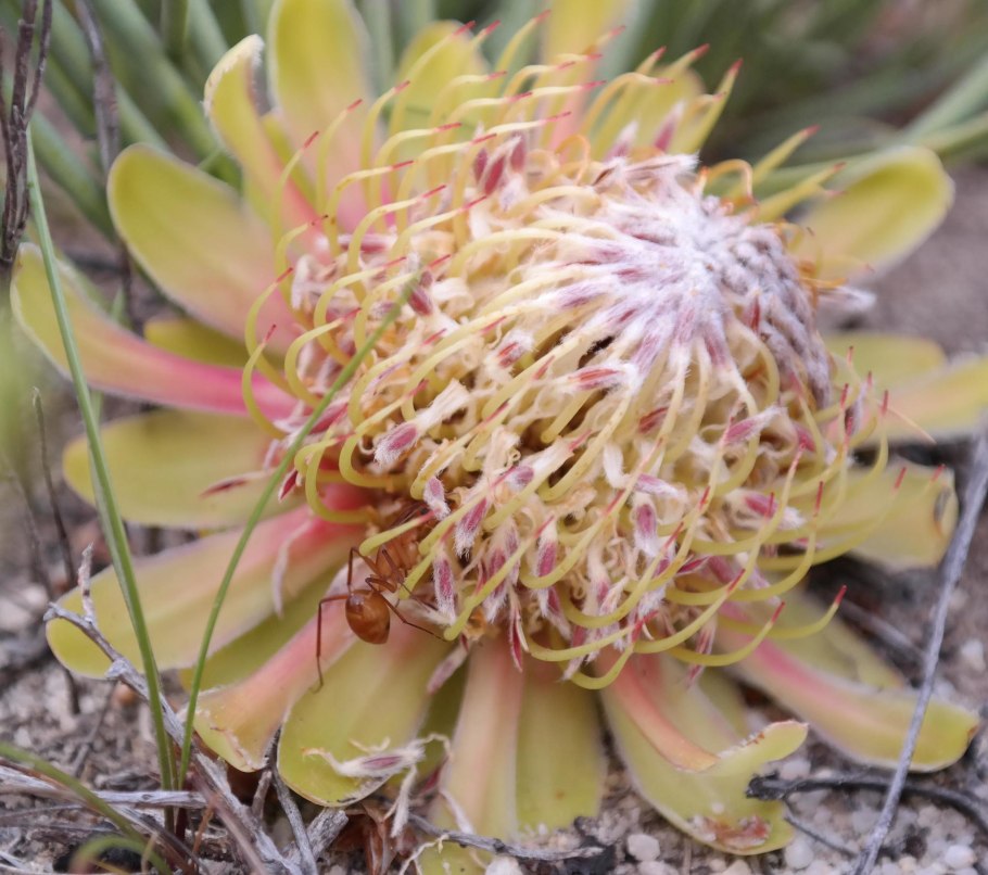 Mimetes chrysanthus