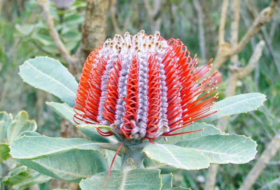 Банксия coccinea