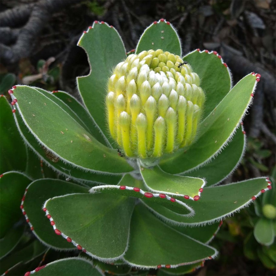 Isopogon sphaerocephalus