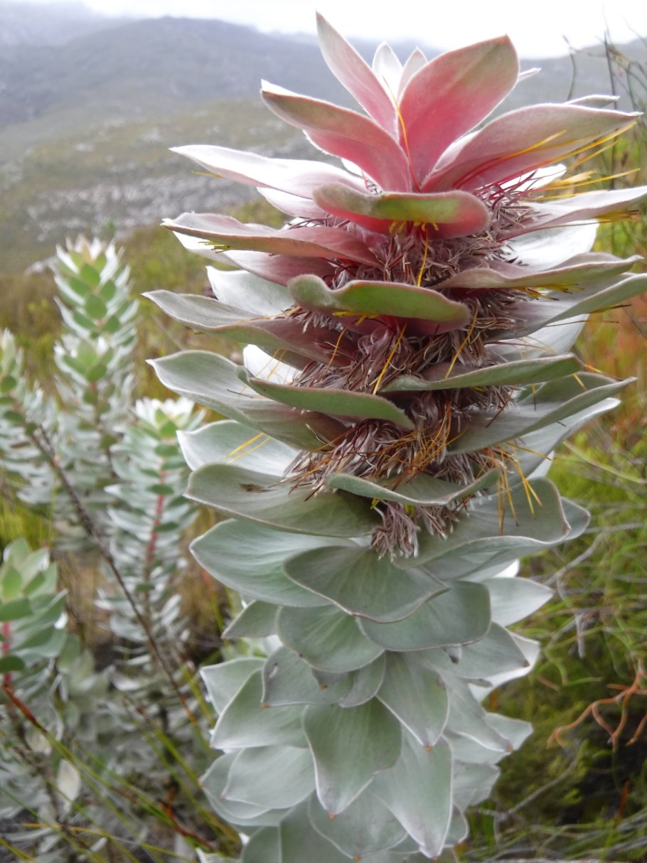 Банксия (Banksia) coccinea