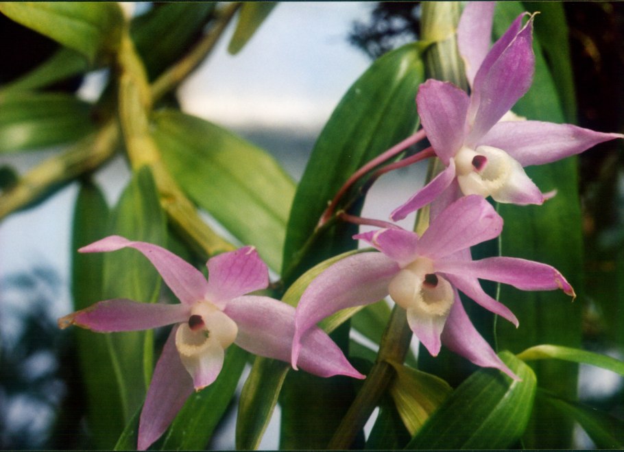 Dendrobium hercoglossum (Dendrobium linguella)