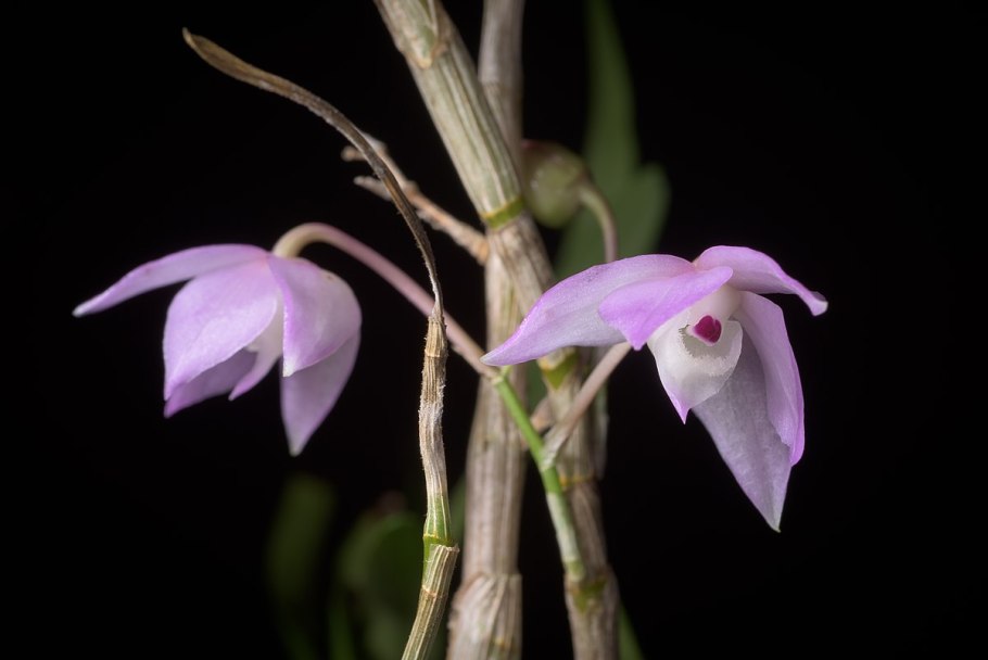 Дендробиум hercoglossum