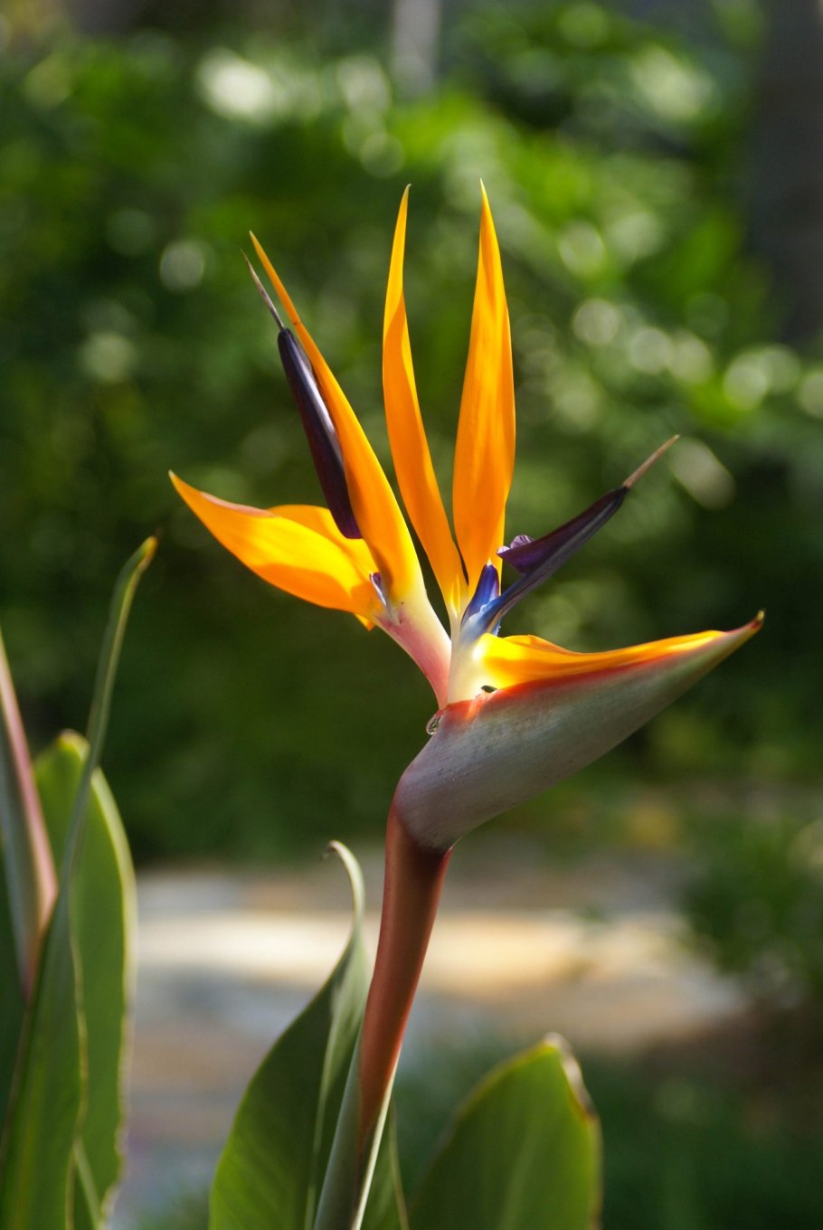Strelitzia Reginae (Стрелиция, Стрелитция)